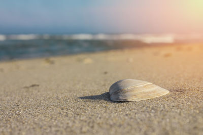 Close-up of shell on sand