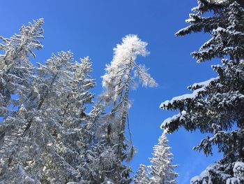 Low angle view of frozen tree against clear blue sky