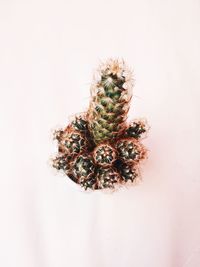 Close-up of cactus on white background