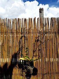 Close-up of bamboo on wooden fence against sky