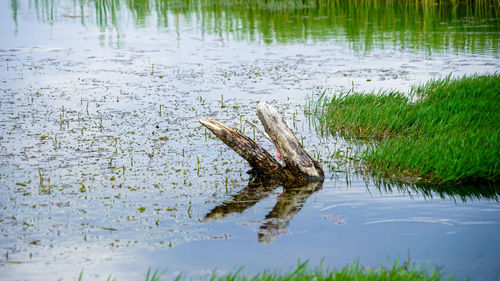 Dead plant in a lake