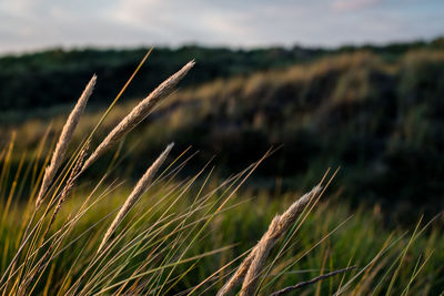 Close-up of stalks in field against sky