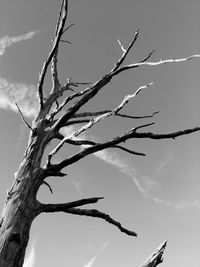 Low angle view of bare tree against sky