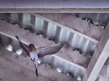 Close-up of bird flying