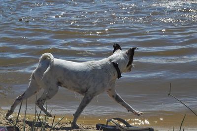 Dog standing on beach