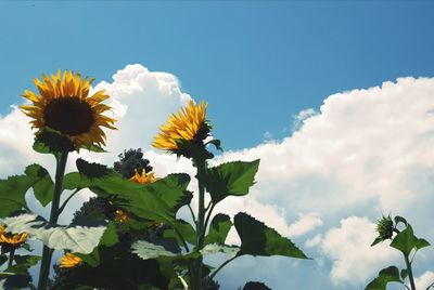 Low angle view of sunflower against sky