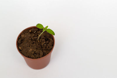 Close-up of potted plant against white background