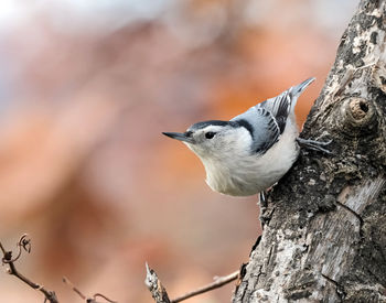 Close-up of bird perching on tree