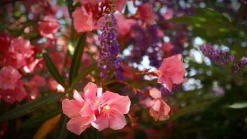 Close-up of pink cherry blossom