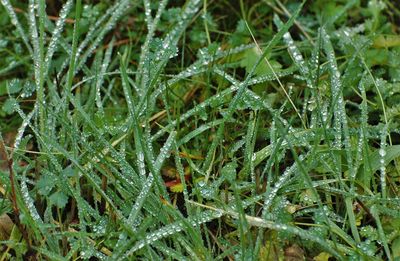 Close-up of wet leaves on plant during rainy season