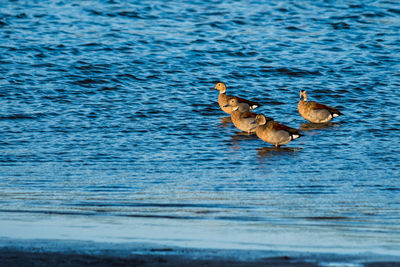 Ducks swimming in lake