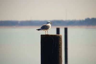 Seagull perching on wooden post