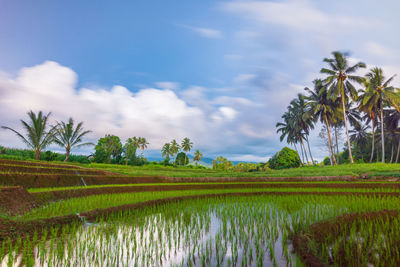 Beautiful morning view from indonesia of mountains and tropical forest