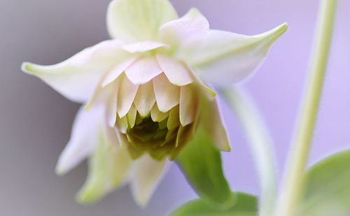 Close-up of flower over white background