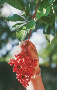 Cropped image of woman holding red fruit on tree