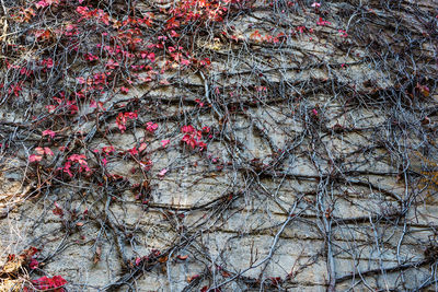 Full frame shot of ivy on wall