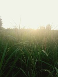 Close-up of wheat plants on field against clear sky