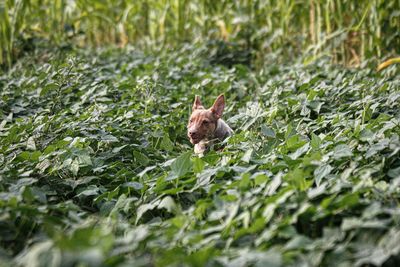 Portrait of a dog on grass