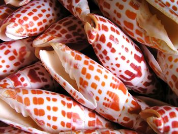 Close-up view of bananas