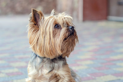 Small dog yorkshire terrier on the site near the house.