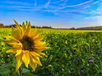 Close-up of fresh sunflower field against sky