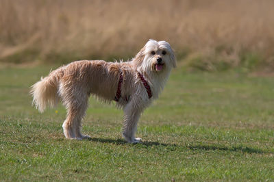 Close-up of a dog running on field