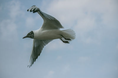 Low angle view of seagull flying in sky