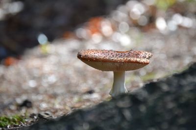 Close-up of mushroom growing on field