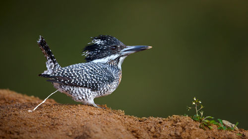 Close-up of bird perching outdoors