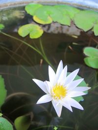 Close-up of lotus water lily in pond