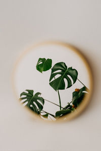 High angle view of leaves on white background