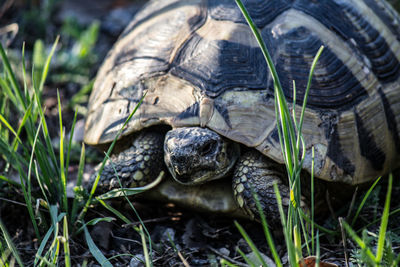 Close-up of turtle on field