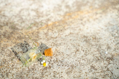 High angle view of dead flower on sand