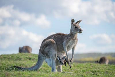 Kangaroo in a field