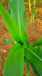 High angle view of fresh green leaf on land