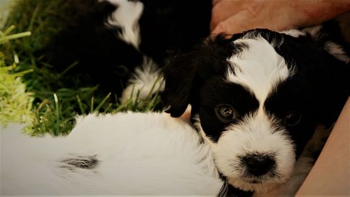 Portrait of puppy relaxing outdoors