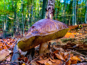 Close-up of mushroom on field during autumn