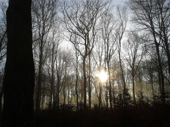 Low angle view of trees against sky