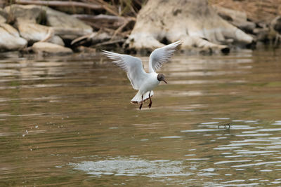 Spotting a seagull in flight at the lake of constance in altenrhein in switzerland 28.4.2021