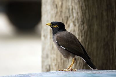 Close-up of bird perching on wood