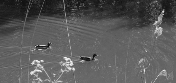 Bird in water