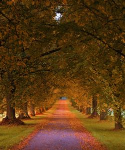 Road passing through forest