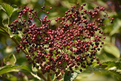 Close-up of berries growing on tree