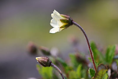 Close-up of insect on flower