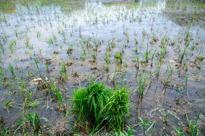 High angle view of plants growing in lake