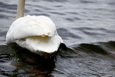 Close-up of swan swimming in lake