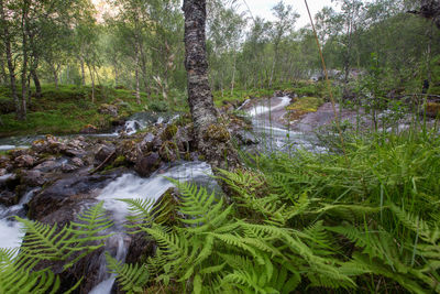 Scenic view of river amidst trees in forest