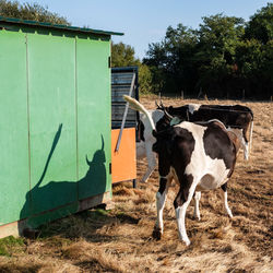 Cows standing in a field