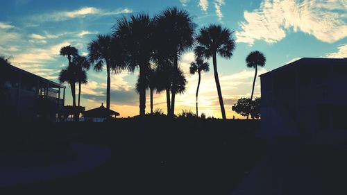 Silhouette of palm trees at sunset