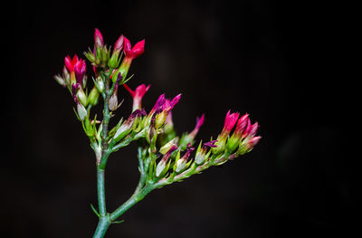 Close-up of pink flower